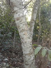 Zanthoxylum capense
