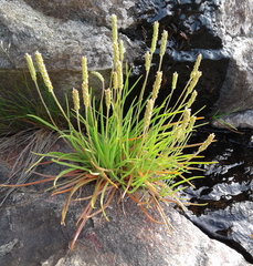 Plantago maritima juncoides