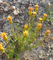 Pteronia tenuifolia