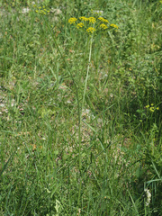 Pastinaca