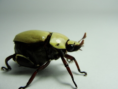 Macropoides nietoi