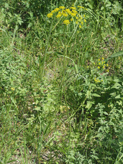 Pastinaca