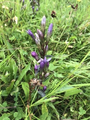 Gentianella austriaca