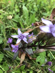 Gentianella austriaca