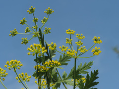 Pastinaca