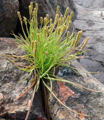Plantago maritima juncoides