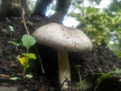 Fungi