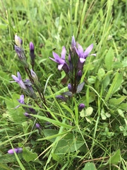 Gentianella austriaca