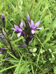 Gentianella austriaca