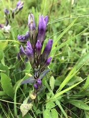 Gentianella austriaca