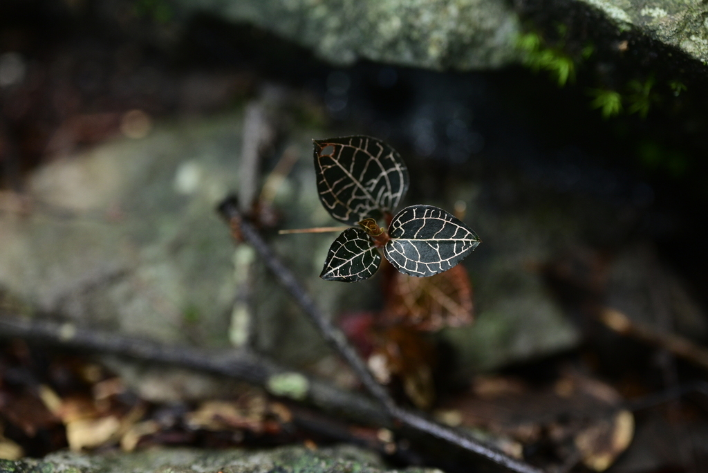 Anoectochilus nandanensis