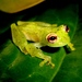 Maria Elena's Glass Frog - Photo (c) jorgebrito, some rights reserved (CC BY-NC)