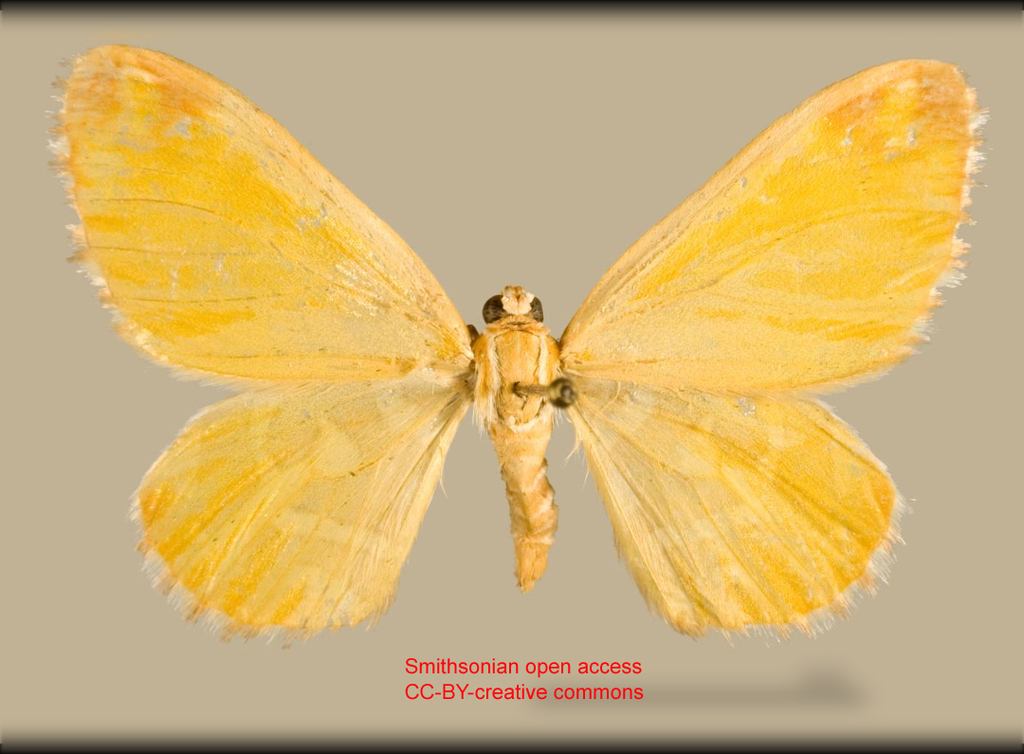 Stamnodes penguinifera