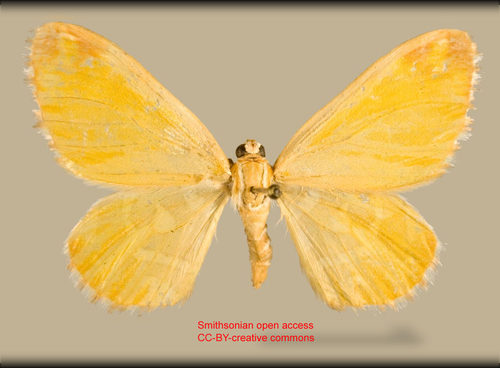 Stamnodes penguinifera