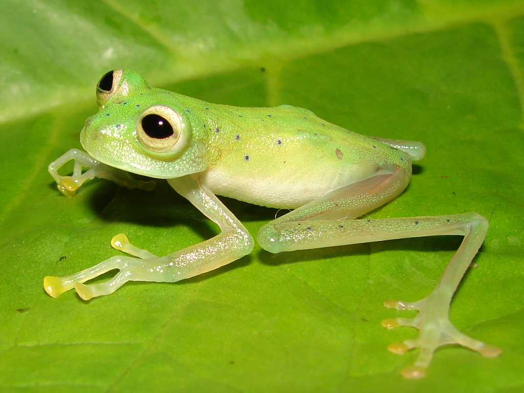 Cochran Frog