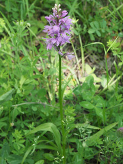 Dactylorhiza urvilleana