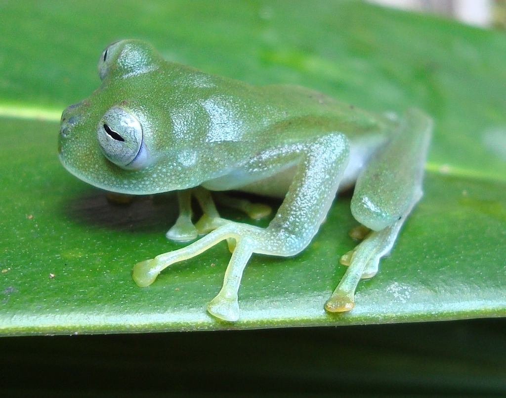 Posada Glass Frog