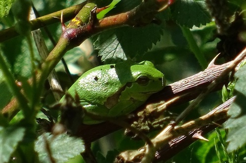 European Tree Frog, Gelderland, NL, photo 8 of 10