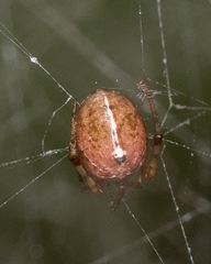 Tidarren sisyphoides