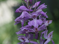 Dactylorhiza urvilleana