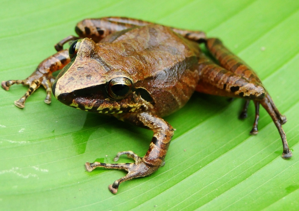 Condor Robber Frog