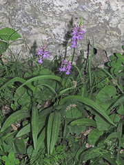 Dactylorhiza urvilleana