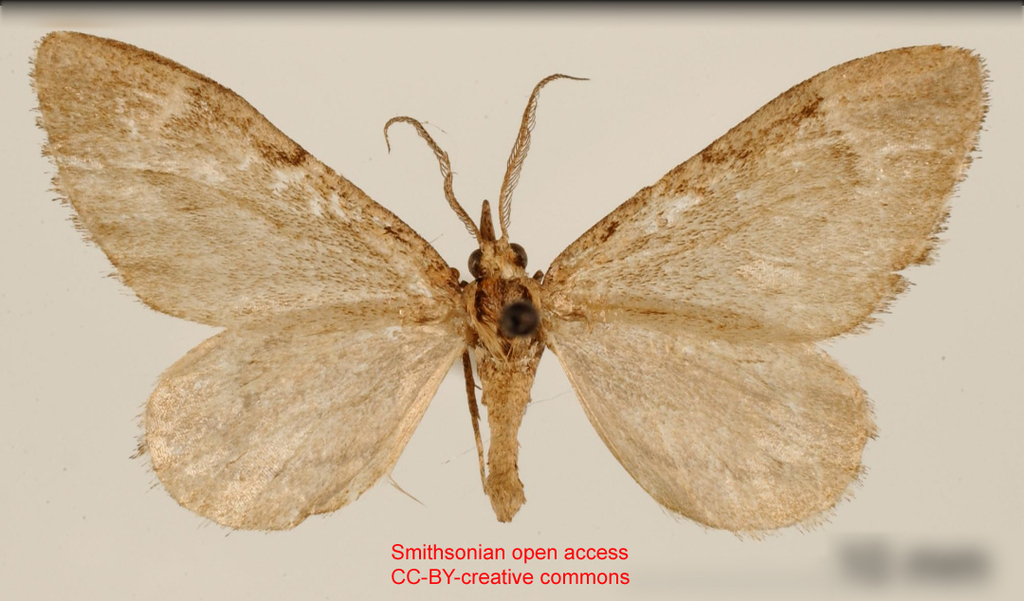 Stamnodes sistenata