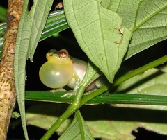 Pristimantis schultei