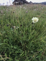 Cephalaria