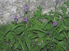Dactylorhiza urvilleana