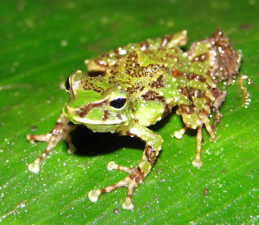Espada's Robber Frog (Pristimantis galdi)