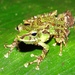 Espada's Robber Frog - Photo (c) jorgebrito, some rights reserved (CC BY-NC), uploaded by jorgebrito