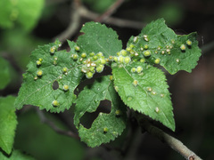 Eriophyes similis