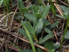 Ceanothus prostratus