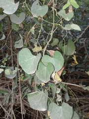 Cissampelos torulosa