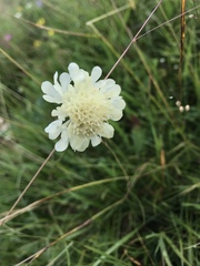 Cephalaria