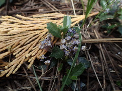 Ceanothus prostratus