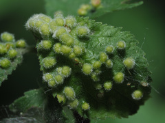 Eriophyes similis