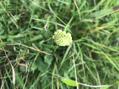 Cephalaria