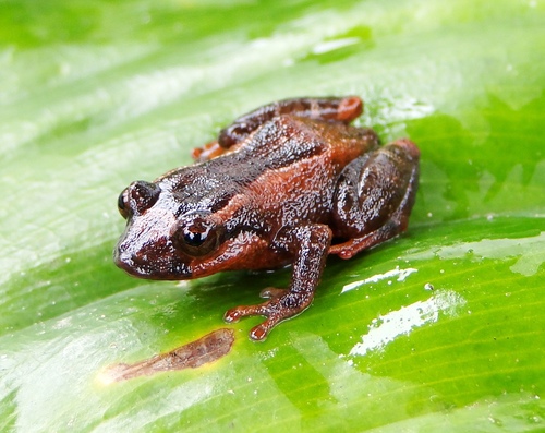 Sapote Robber Frog (Pristimantis proserpens) · iNaturalist