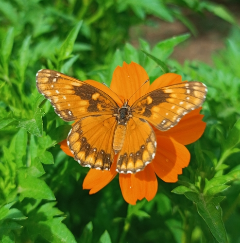 Bordered Patch, 6WRH+G57, Santa Cruz de la Sierra, Bolivia, photo 8 of 10