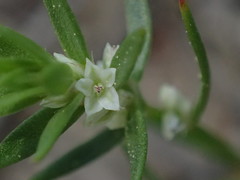 Polygonum polygaloides kelloggii