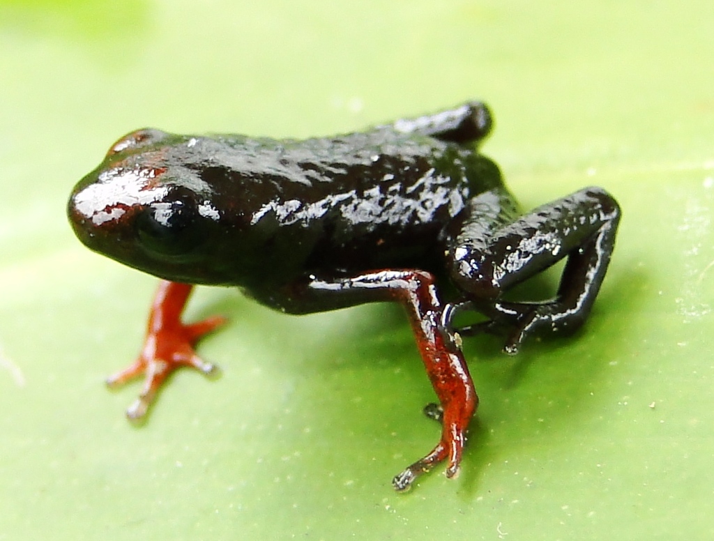 Condor Poison Frog