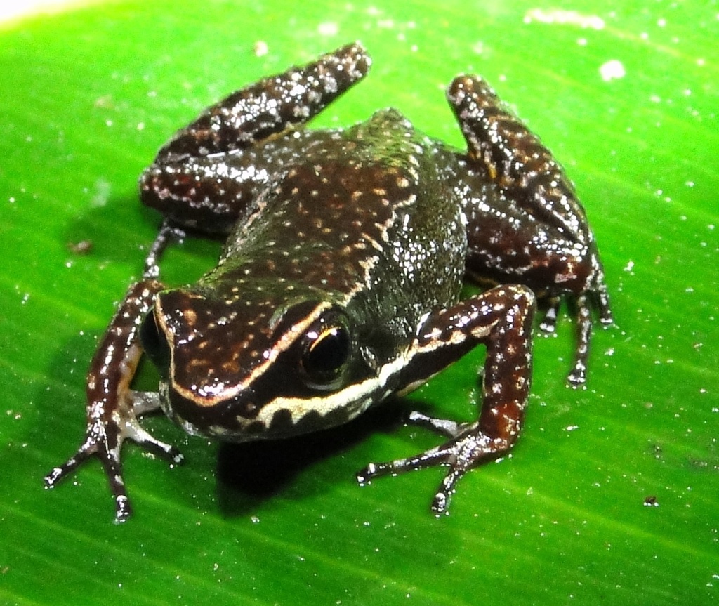 Cloud Forest Rocket Frog