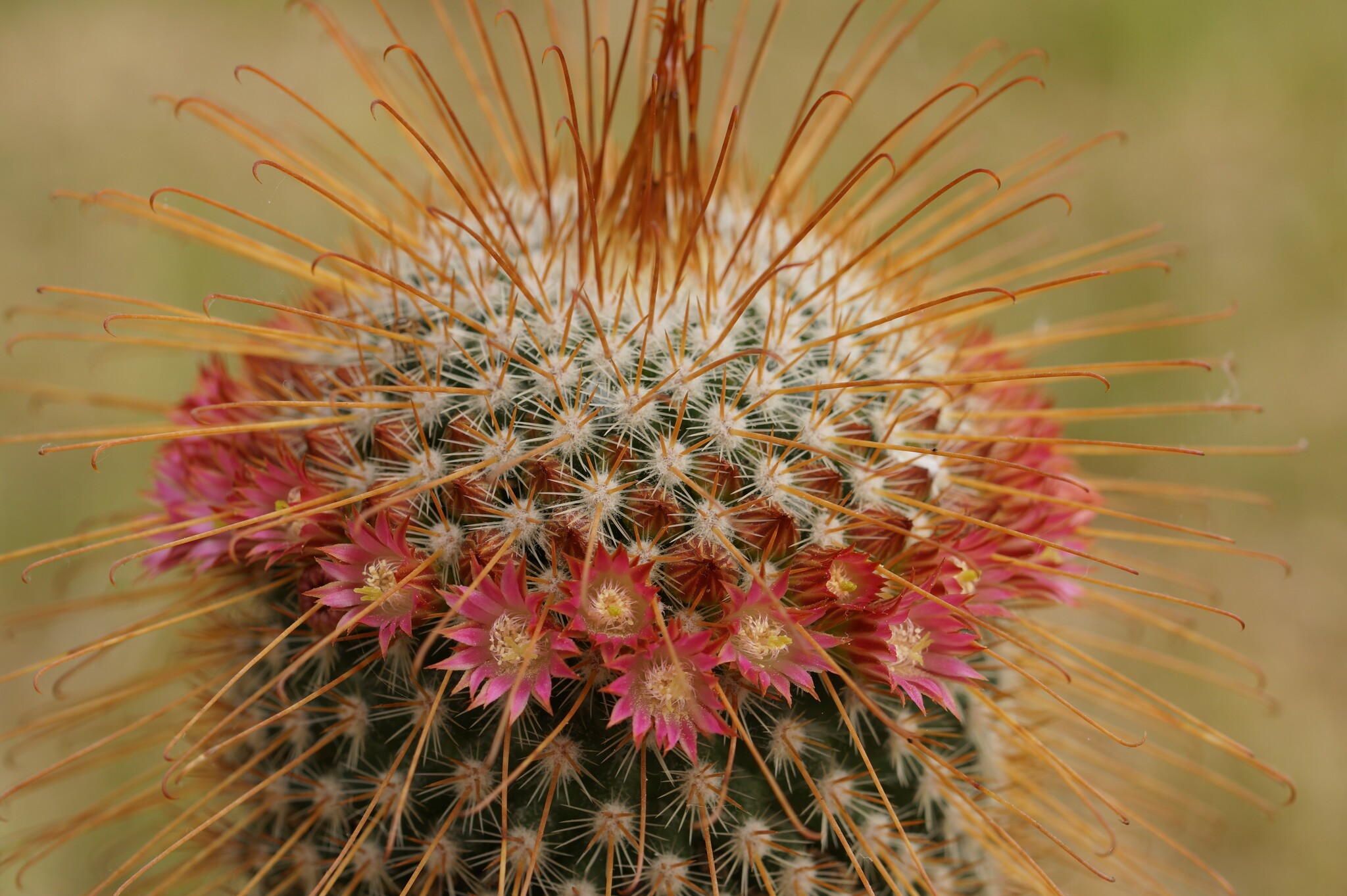 Mammillaria magnifica