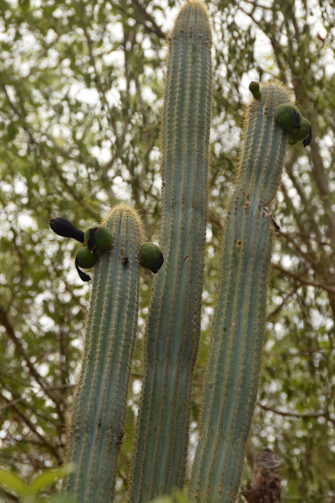Pilosocereus pachycladus
