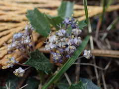Ceanothus prostratus