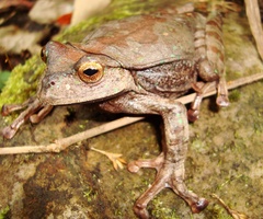 Gastrotheca testudinea