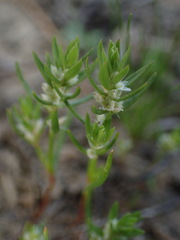 Polygonum polygaloides kelloggii