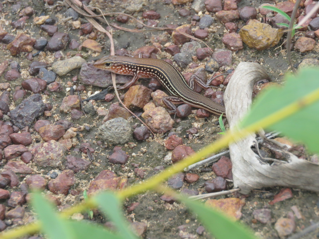 Top-End Lowlands Ctenotus